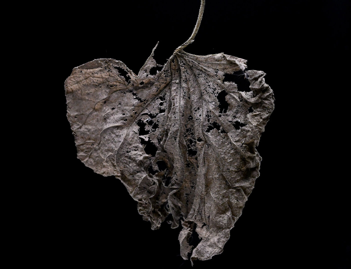 Atelier Fotografie exposeert 