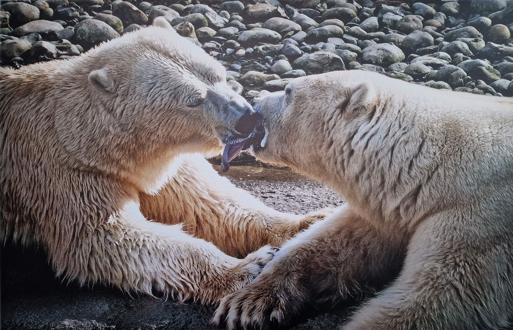 Expositie Het Hoge Noorden